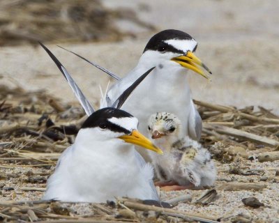 Least Tern family.jpg