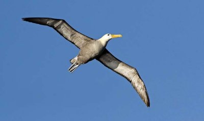 Albatross flying.jpg