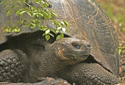 Galapagos Tortoise.jpf