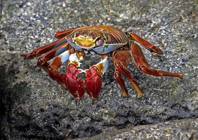 Sally Lightfoot Crab .jpg