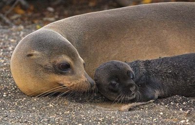 Sea lion and newborn pup facing right.jpg
