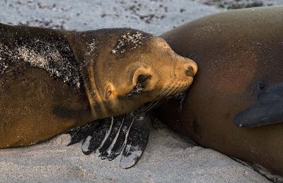 Sea lion nuzzling moms belly.jpg