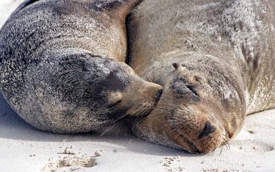 Sea lion pair snuggling.jpg