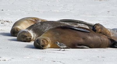 Sea lions 4 sleeping with mockingbird.jpg