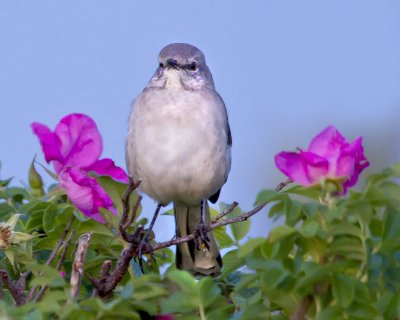 Mockingbird and flowers.jpg