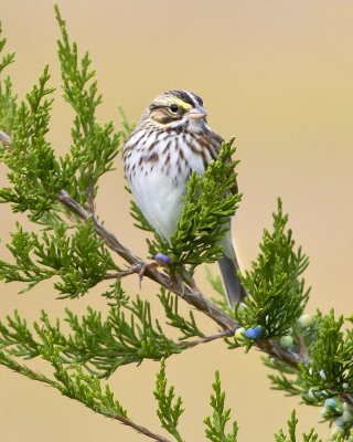 Savannah Sparrow.jpg