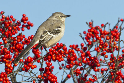 Mockingbird on berry bush.jpg