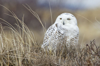 Snowy owl 1.jpg