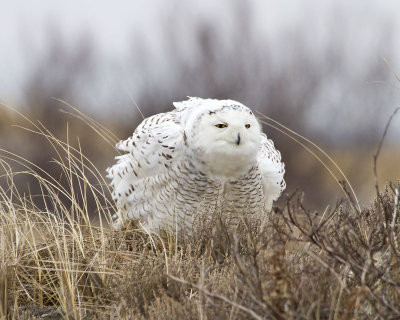 Snowy Owl ruffling feathers.jpg