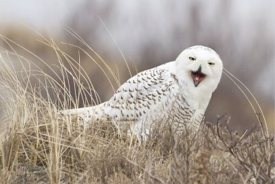 Snowy Owl yawning.jpg