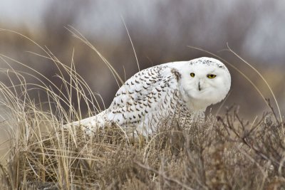 Snowy Owl watching.jpg