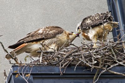 Red-tailed Hawk feeds chick.jpg