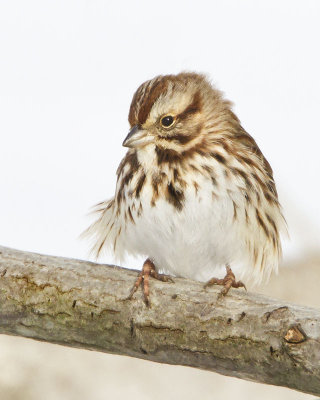 Song Sparrow on limb 2.jpg