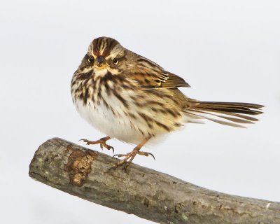 Song Sparrow jumping.jpg