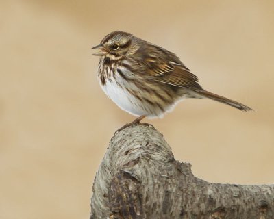Song Sparrow singing.jpg