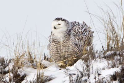 Snowy Owl fluffing.jpg