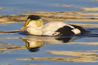 Common Eider in blue and gold reflections.jpg