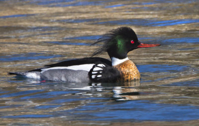 Red-breasted merganser 4.jpg