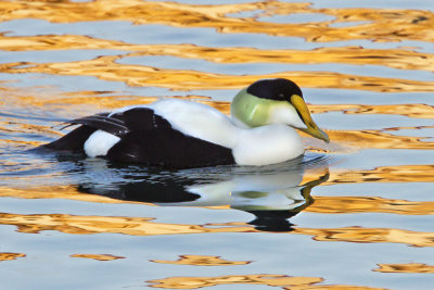 Common Eider in gold reflections.jpg