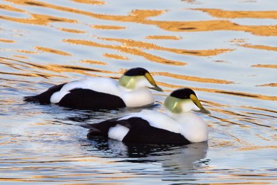 Common Eider duo in reflections.jpg