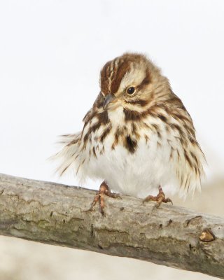 Song Sparrow on limb 3.jpg