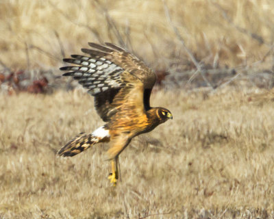 Juvenile Northern Harrier taking off.jpg