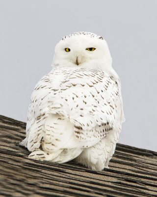 Snowy Owl on roof.jpg