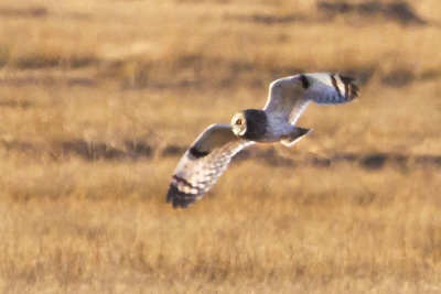 Short-eared owl flying in field.jpg