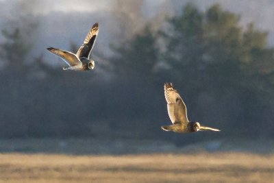Short-eared Owls flying.jpg