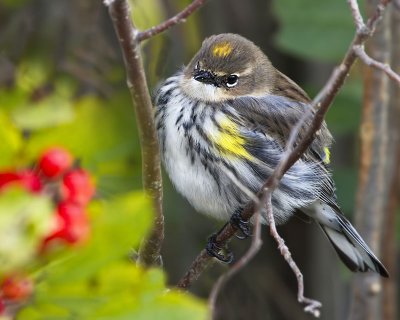 Juvenile Yellow-rumped Warbler.jpg