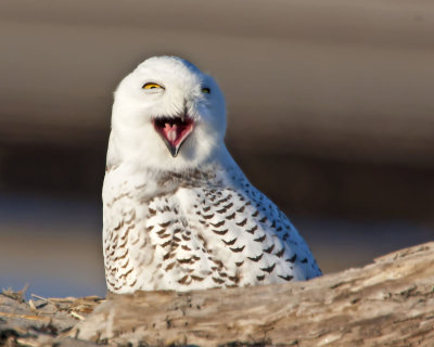 Snowy Owl 08.jpg