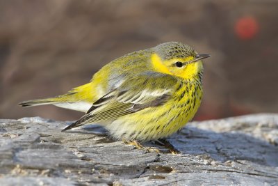 Cape May Warbler and berry.jpg