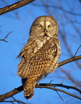 Great Gray Owl in Montreal.jpg