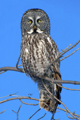 Great Gray Owl 2.jpg