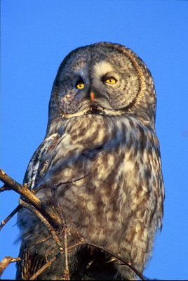 Great Gray Owl 3.jpg