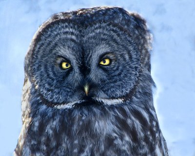 Great Gray Owl 4.jpg