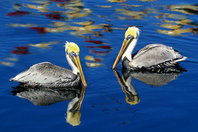 Pelican Duo.jpg