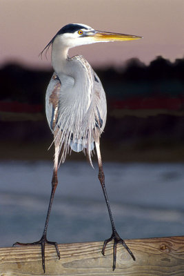 Great Blue Heron on pier.jpg