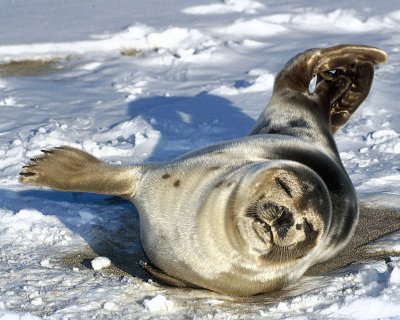 Sea Lion on snowy beach.jpg