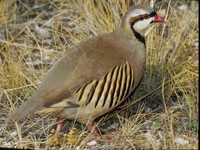 Chukar.jpg