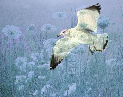 Gull in Meadow.jpg