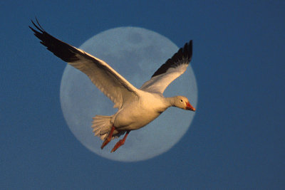 Snow Goose over the Moon.jpg