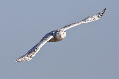 Snowy Owl flying.jpg