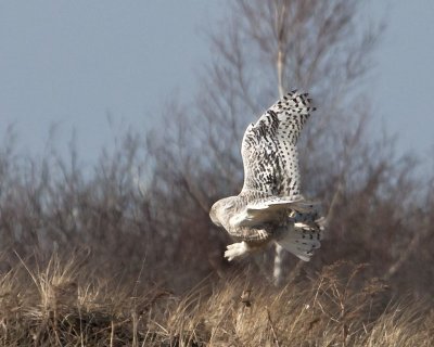 Snowy Owl about to Land.jpg