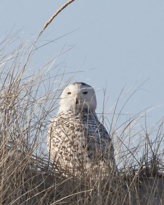 Snowy Owl in dunes.jpg