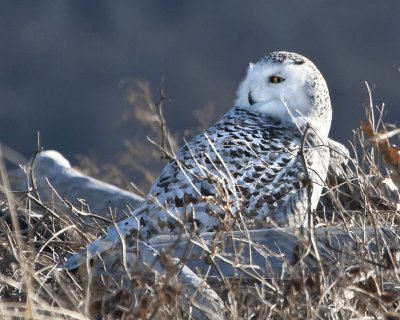 Snowy Owl at Sandy Pt.jpg