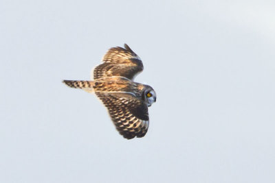 Short-eared Owl flying.jpg