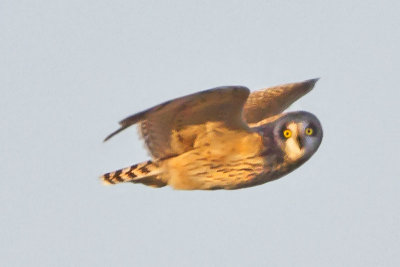 Short-eared Owl staring in flight.jpg