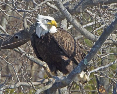 Bald Eagle in tree.jpg