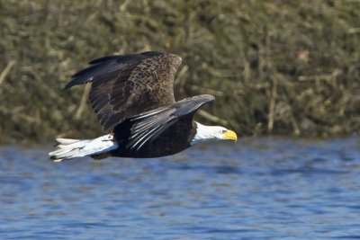 Bald Eagle flying over water.jpg